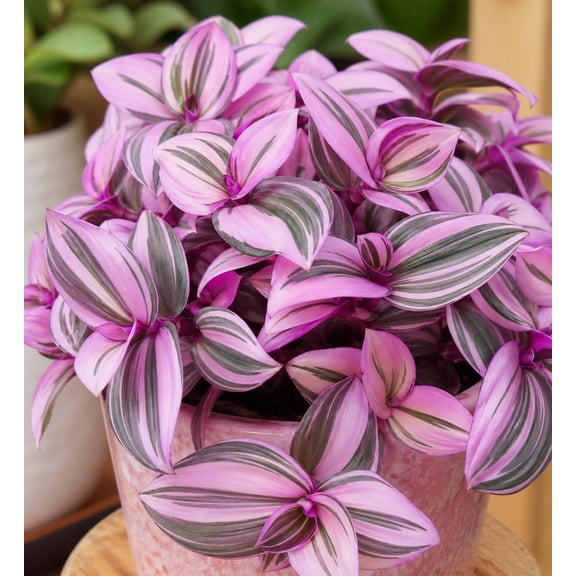 Pink Wandering Jew Live Plant in 2 Inch Pot, Tradescantia Nanouk, Rare Houseplant, Variegated Indoor Plant