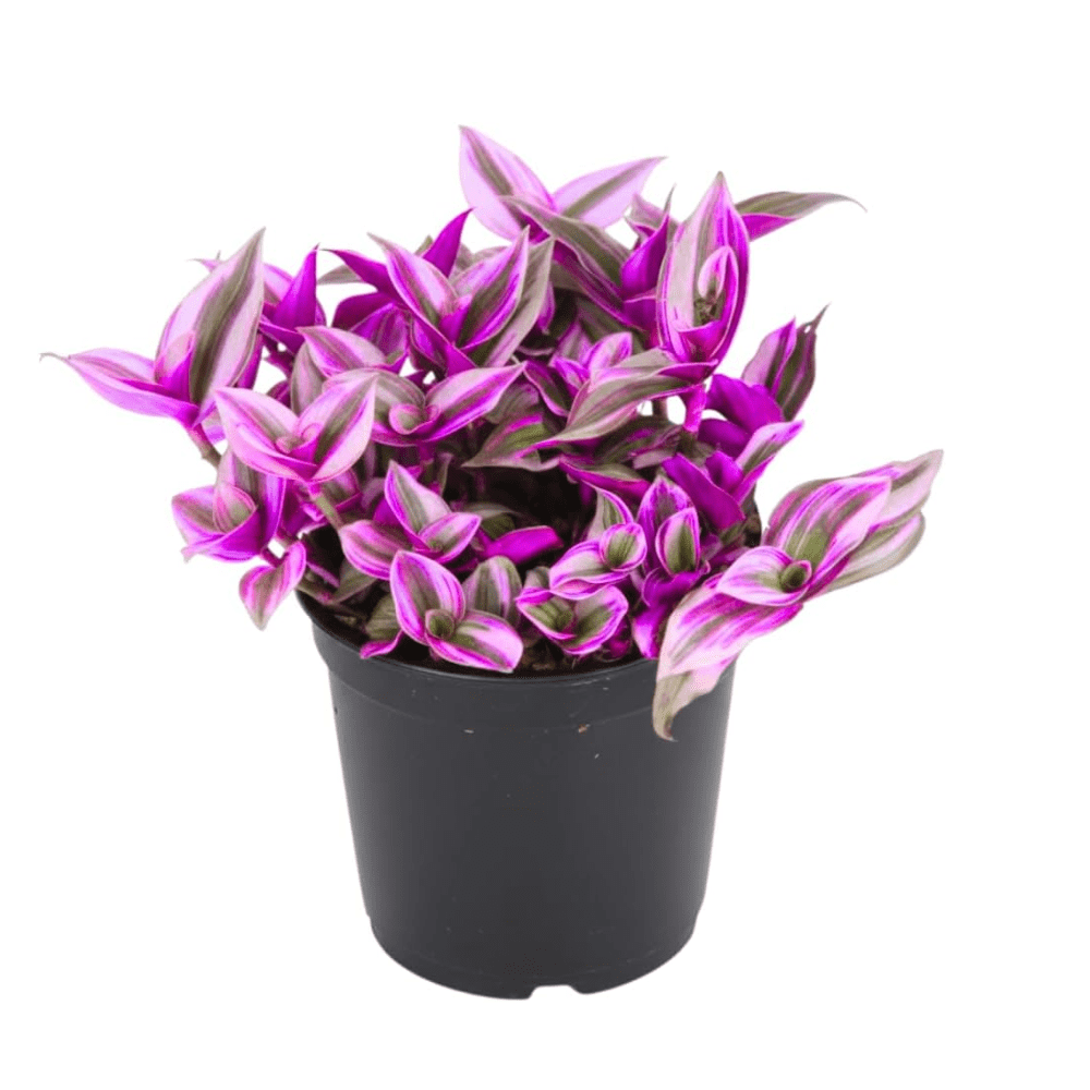 Pink Wandering Jew Live Plant in 2'' Pot, Tradescantia Nanouk Pink Wandering Jew Plants, Jew Plant Live, Live House Plants Indoor Plants