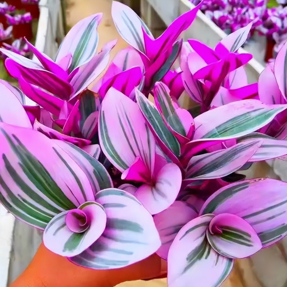 Pink Wandering Jew Live Plant in 2'' Pot, Tradescantia Nanouk Plant, Variegated Pink Houseplant for Home and Office Dcor