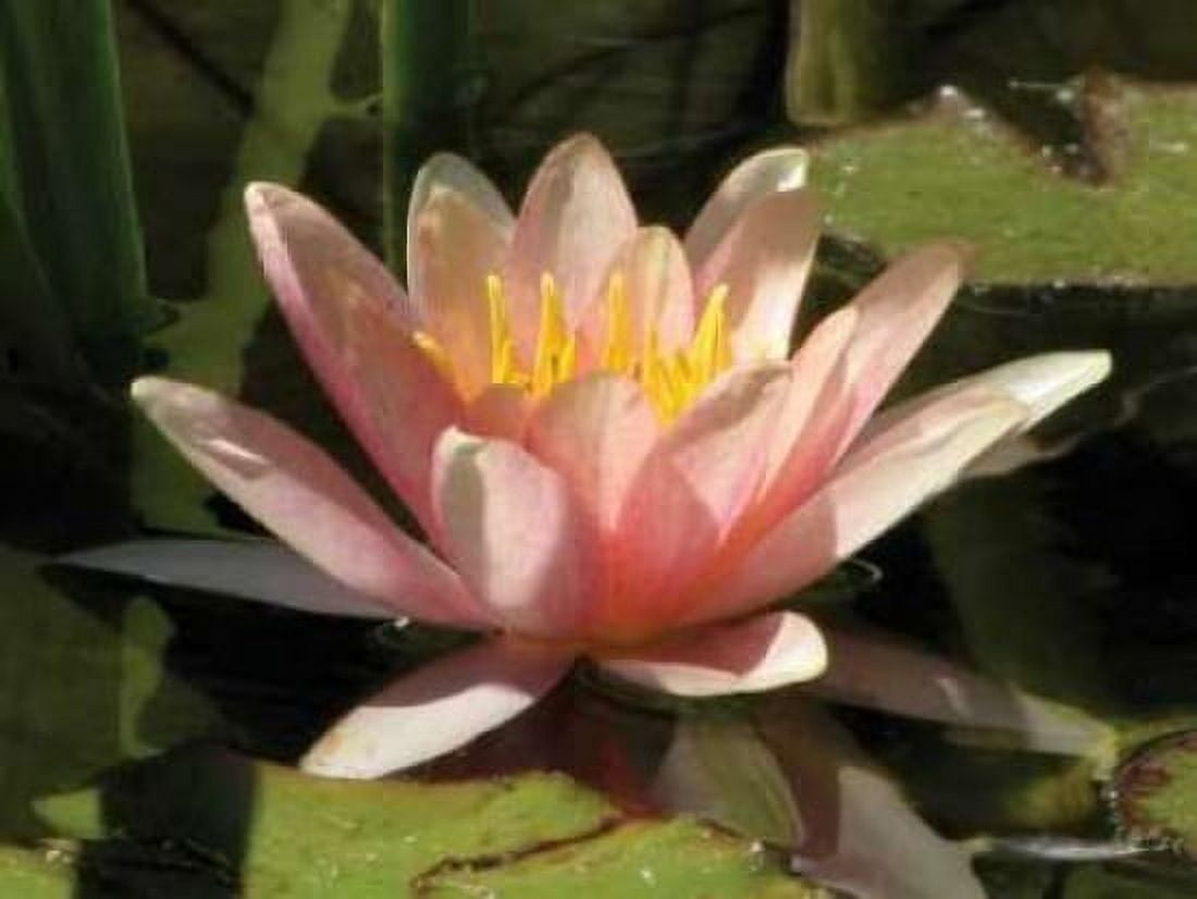 Pink Water Lily Canvas Art - Dana Underdahl (18 x 24)