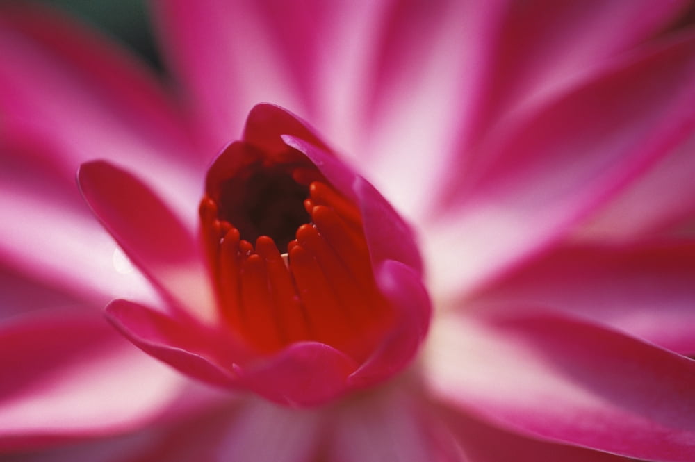 Pink Water Lily Close-Up Detail Canvas Art - Rita Ariyoshi Design Pics (17 x 11)