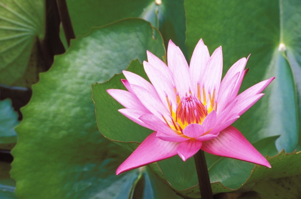 Pink Water Lily Surrounded By Leaves Canvas Art - Bill Brennan Design Pics (17 x 11)
