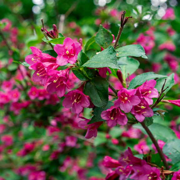 Pink Weigela Live Shrub, 8-10 Inch Tall, Flowering Plant for Garden Borders