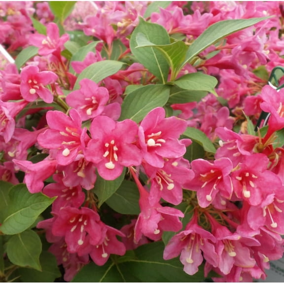 Pink Weigela Plant Live for Planting, Weigela Starter Plant Live for Growing Indoor Outdoor 4 Inch Pot