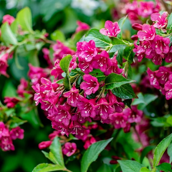 Pink Weigela Shrub - Compact 8-10 Inch Flowering Plant for Garden Landscaping