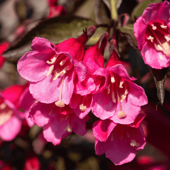 Pink Weigela Shrub Live Plants in 4 Inch Pot, Dormant Flowering Weigela Bush, 4 to 7 Inch Tall