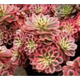 thumbnail image 1 of Pink Witch Aeonium Live Plant in 4" pot - Rare Pink Succulent - Ornamental Succulent Live Plant Indoor Outdoor Houseplant, 1 of 5