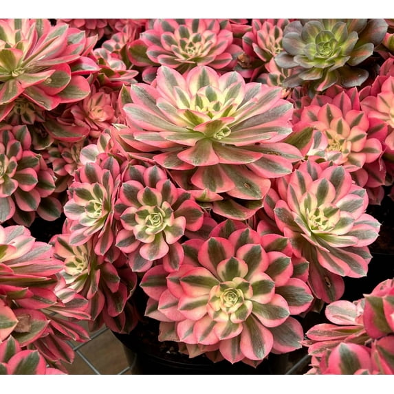 Pink Witch Aeonium Live Plant in 4" pot - Rare Pink Succulent - Ornamental Succulent Live Plant Indoor Outdoor Houseplant