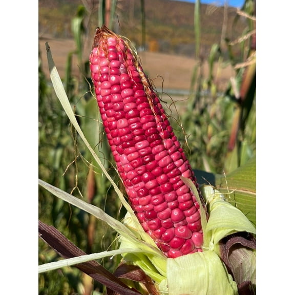Pink Xocoyul Rosado Masa Tlaxcala Atole Dulce Tamale Corn Maize 20 Seed Pack