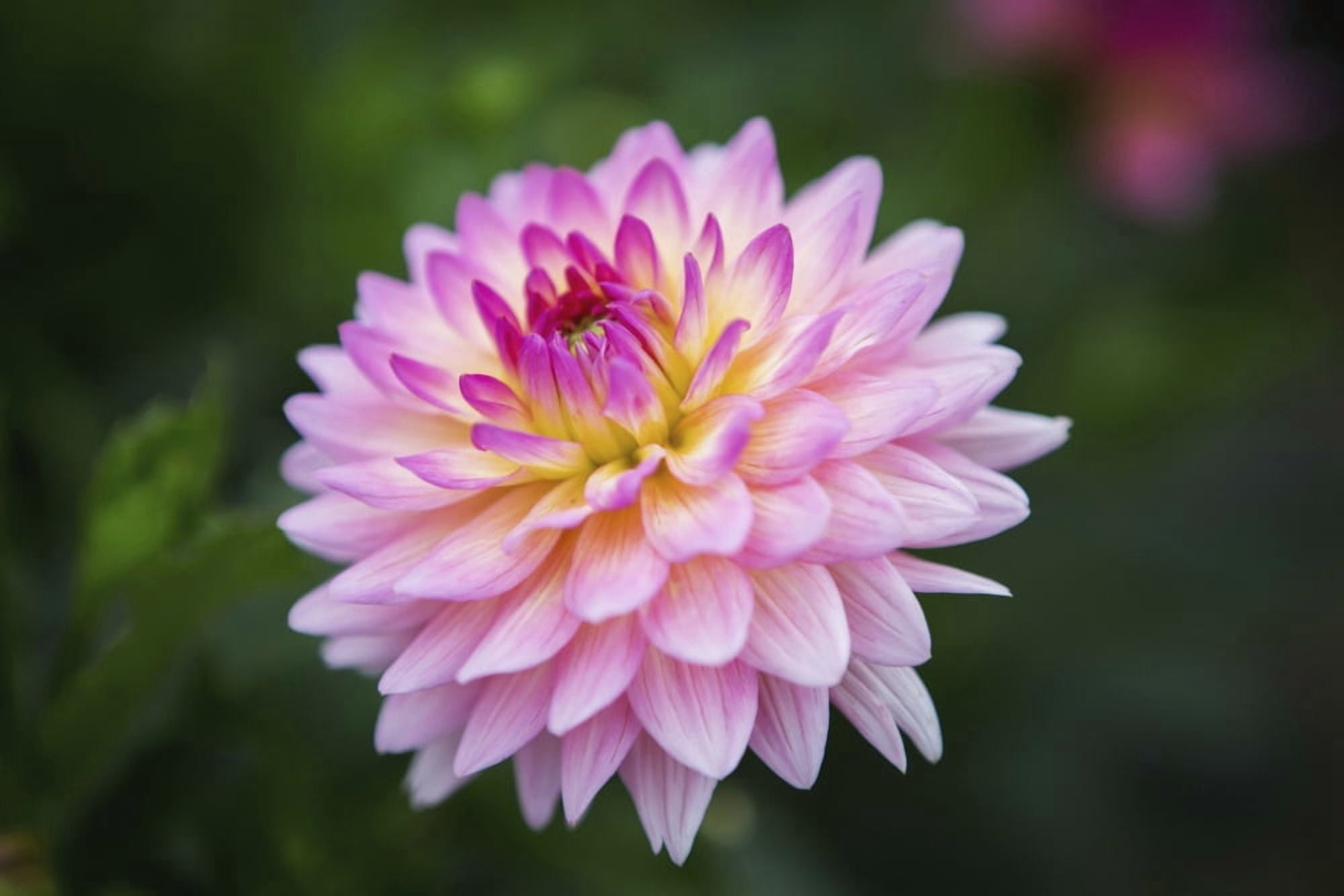 Pink Zinnia flower Fallston Maryland United States of America Canvas Art - Remsberg Inc Design Pics (19 x 12)