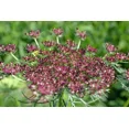 thumbnail image 1 of Pink and Burgundy Dara Ammi False Queen Anne's Lace Bishop's Weed Premium 100- Seed Packet, 1 of 1