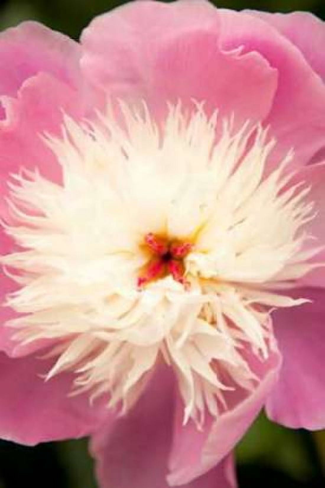 Pink and White Peony I Canvas Art - Karyn Millet (24 x 36)