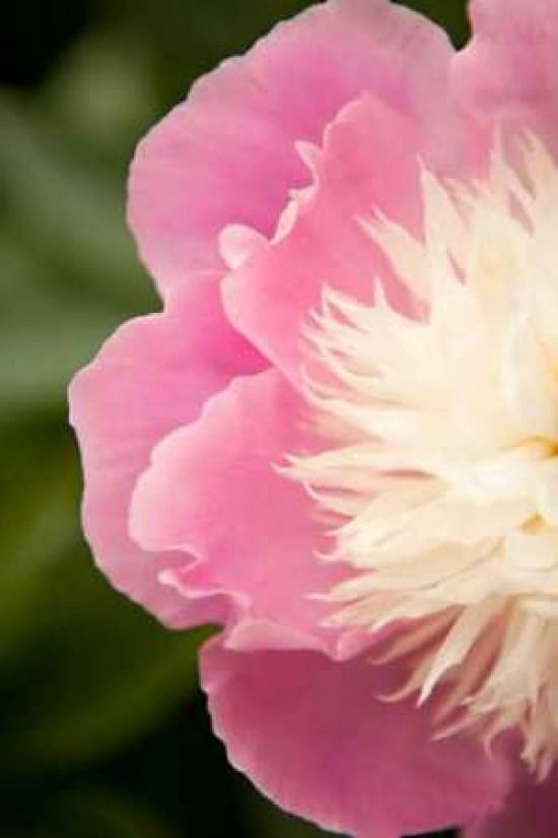 Pink and White Peony II Canvas Art - Karyn Millet (24 x 36)
