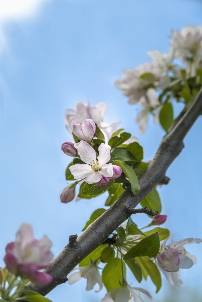 Pink and white crabapple flowers against a blue sky Toronto Ontario Canada Canvas Art - Laura Berman Design Pics (12 x 19)