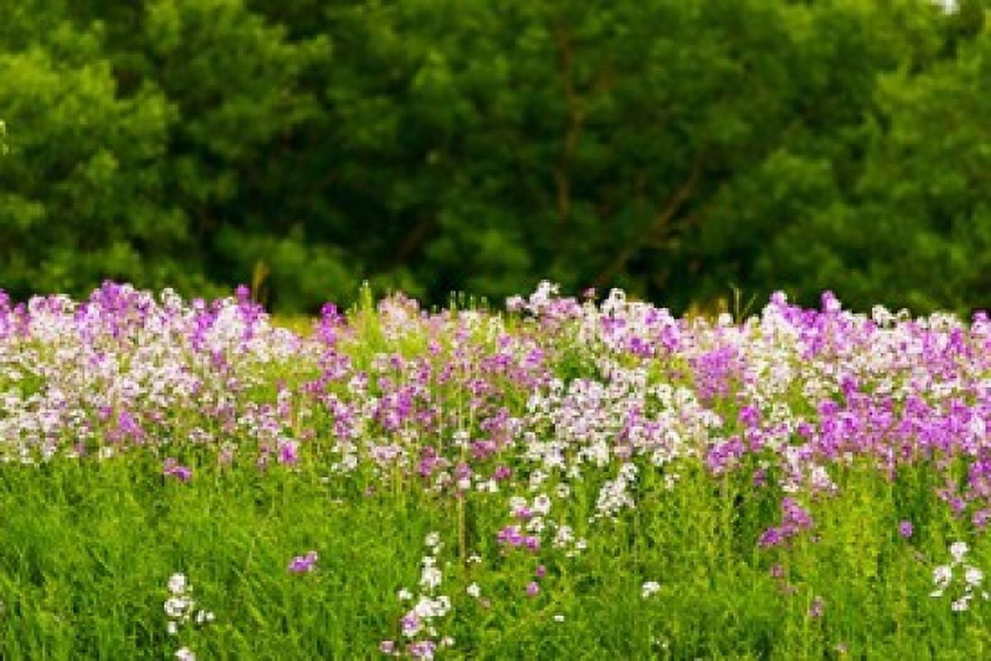 Pink and white fireweed flowers Ontario Canada Canvas Art - Panoramic Images (36 x 24)