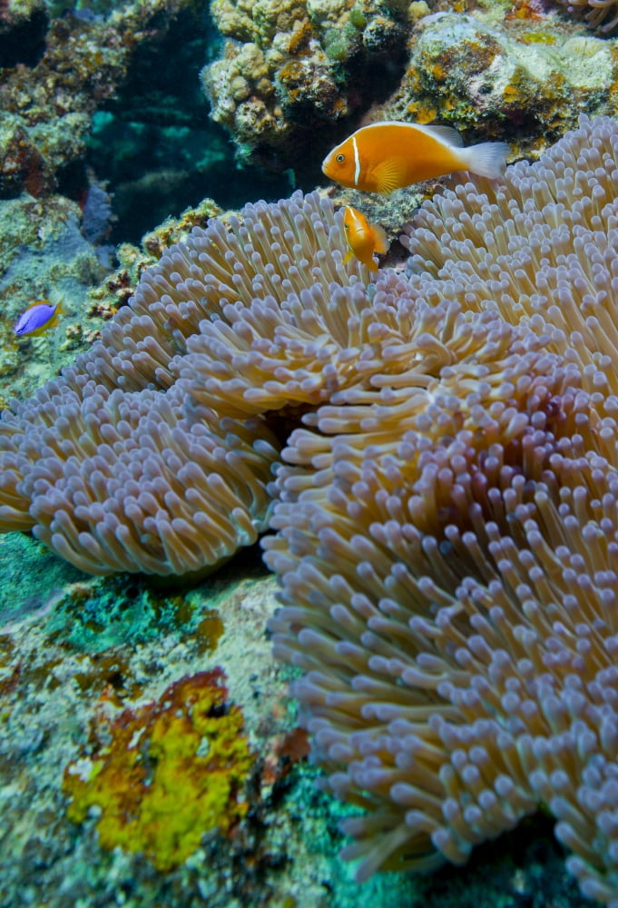 Pink anemonefish guard their anemone on a coral reef Fiji Canvas Art - Michael WoodStocktrek Images (24 x 34)