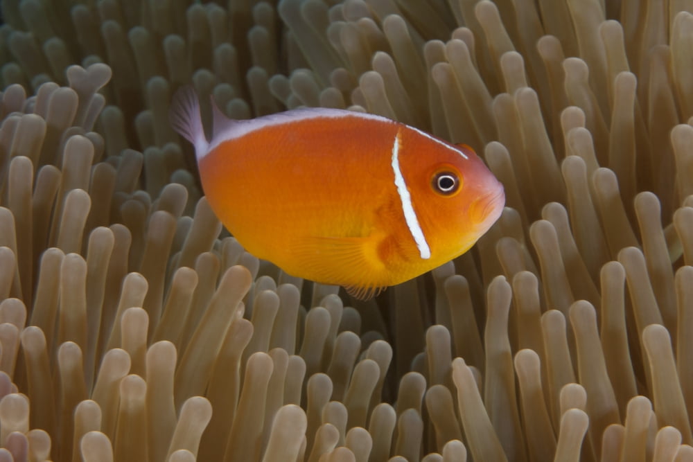 Pink anemonefish in its host anenome Fiji Canvas Art - Terry MooreStocktrek Images (18 x 12)