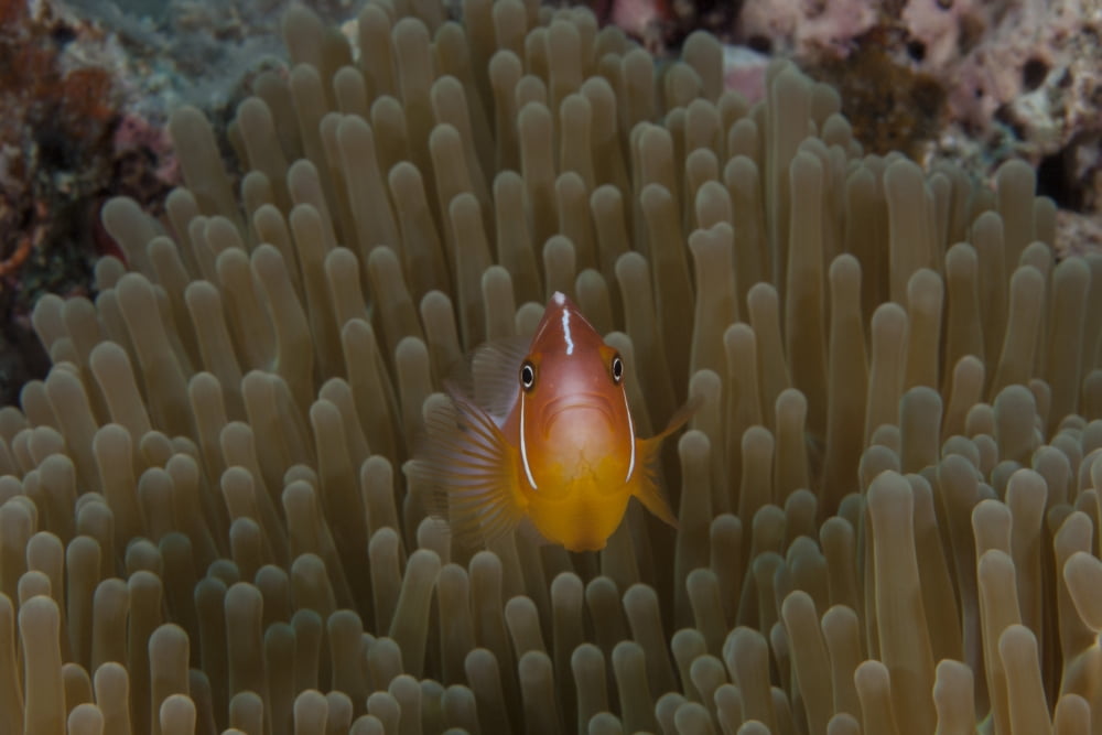 Pink anemonefish in its host anenome Fiji Canvas Art - Terry MooreStocktrek Images (18 x 12)