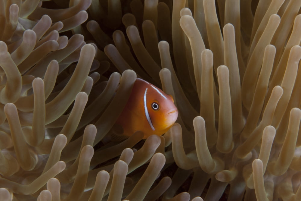 Pink anemonefish in its host anenome Fiji Canvas Art - Terry MooreStocktrek Images (18 x 12)