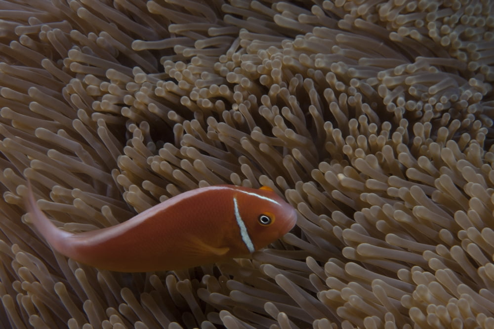 Pink anemonefish in its host anenome Fiji Canvas Art - Terry MooreStocktrek Images (18 x 12)