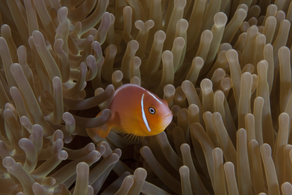 Pink anemonefish in its host anenome Fiji Canvas Art - Terry MooreStocktrek Images (18 x 12)