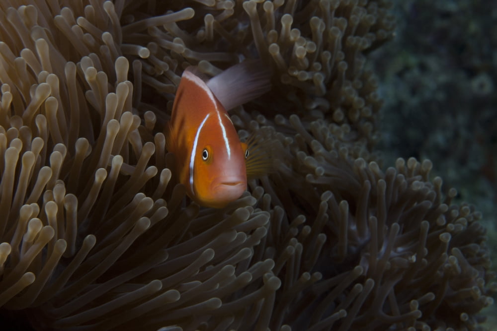 Pink anemonefish in its host anenome Fiji Canvas Art - Terry MooreStocktrek Images (18 x 12)