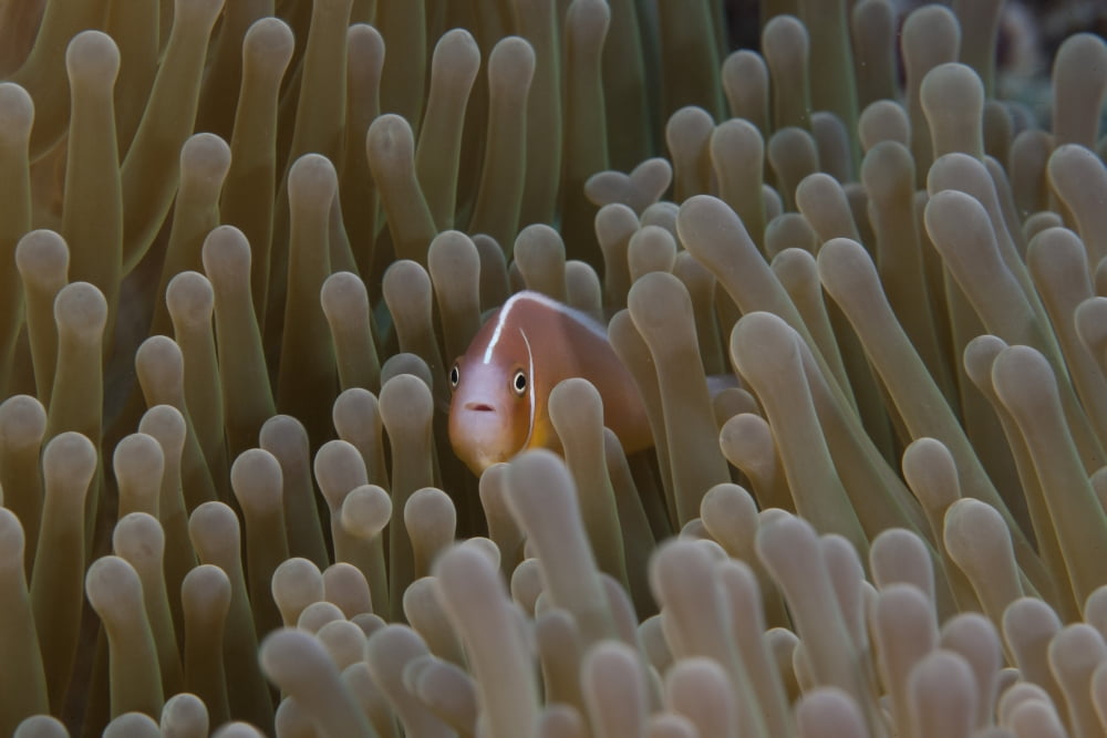 Pink anemonefish in its host anenome Fiji Canvas Art - Terry MooreStocktrek Images (18 x 12)
