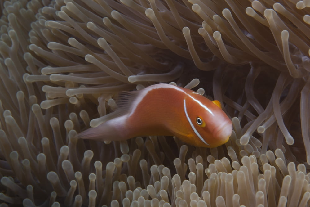 Pink anemonefish in its host anenome Fiji Canvas Art - Terry MooreStocktrek Images (35 x 23)
