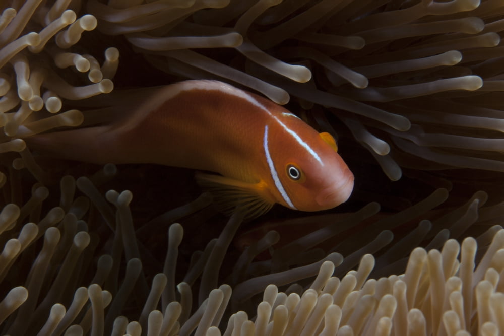Pink anemonefish in its host anenome Fiji Canvas Art - Terry MooreStocktrek Images (35 x 23)