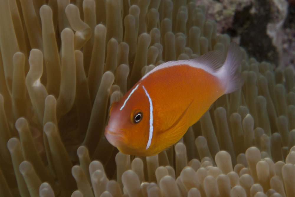 Pink anemonefish in its host anenome Fiji Canvas Art - Terry MooreStocktrek Images (35 x 23)