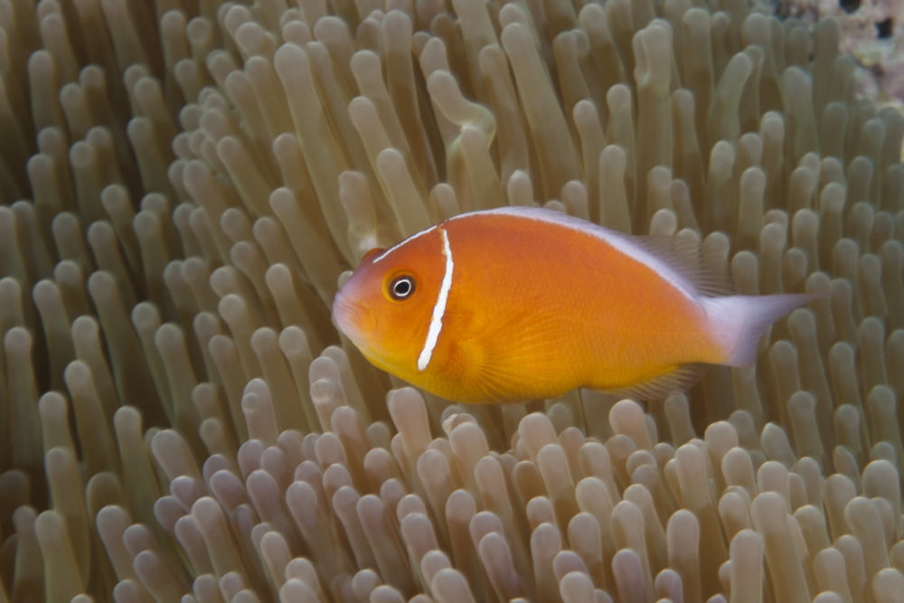 Pink anemonefish in its host anenome Fiji Canvas Art - Terry MooreStocktrek Images (35 x 23)