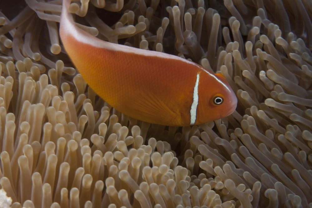 Pink anemonefish in its host anenome Fiji Canvas Art - Terry MooreStocktrek Images (35 x 23)