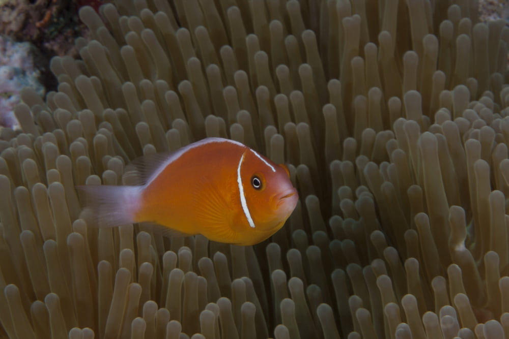 Pink anemonefish in its host anenome Fiji Canvas Art - Terry MooreStocktrek Images (35 x 23)
