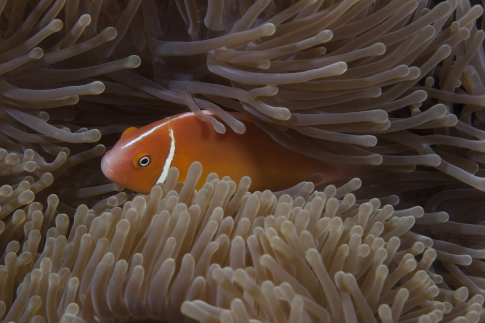 Pink anemonefish in its host anenome Fiji Canvas Art - Terry MooreStocktrek Images (35 x 23)