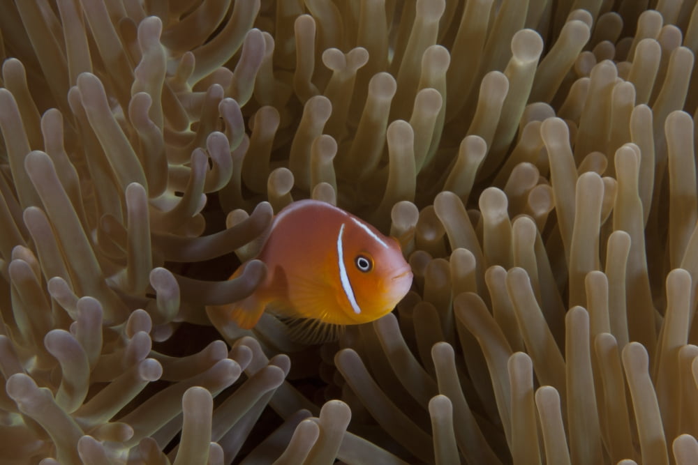 Pink anemonefish in its host anenome Fiji Canvas Art - Terry MooreStocktrek Images (35 x 23)