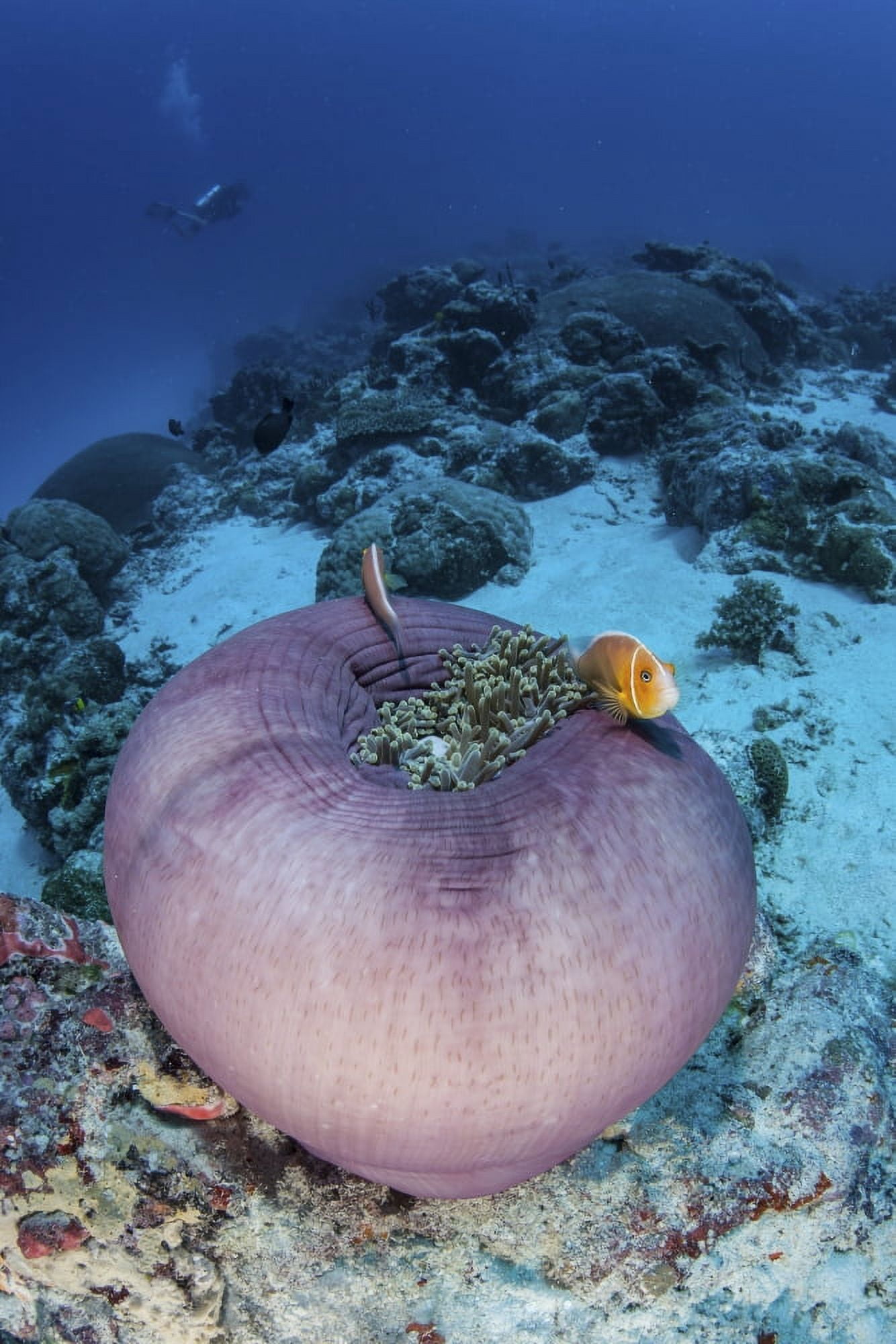 Pink anemonefish swim close to their host anemone Canvas Art - Ethan DanielsStocktrek Images (12 x 17)
