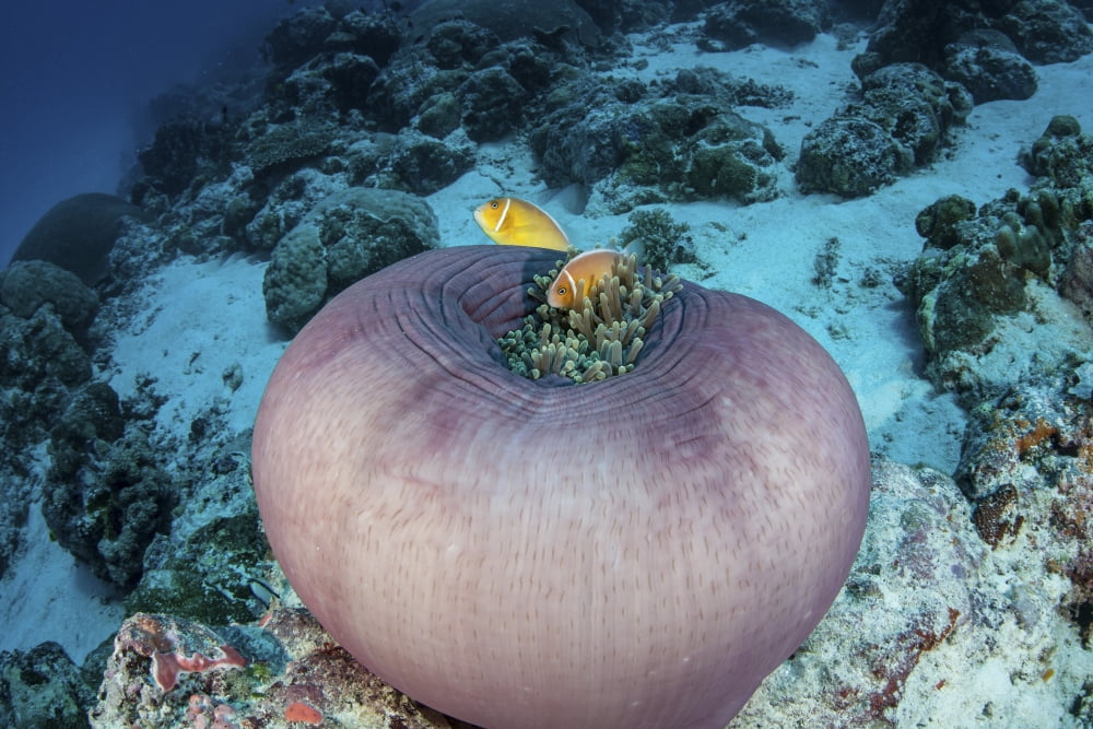 Pink anemonefish swim close to their host anemone Canvas Art - Ethan DanielsStocktrek Images (17 x 12)