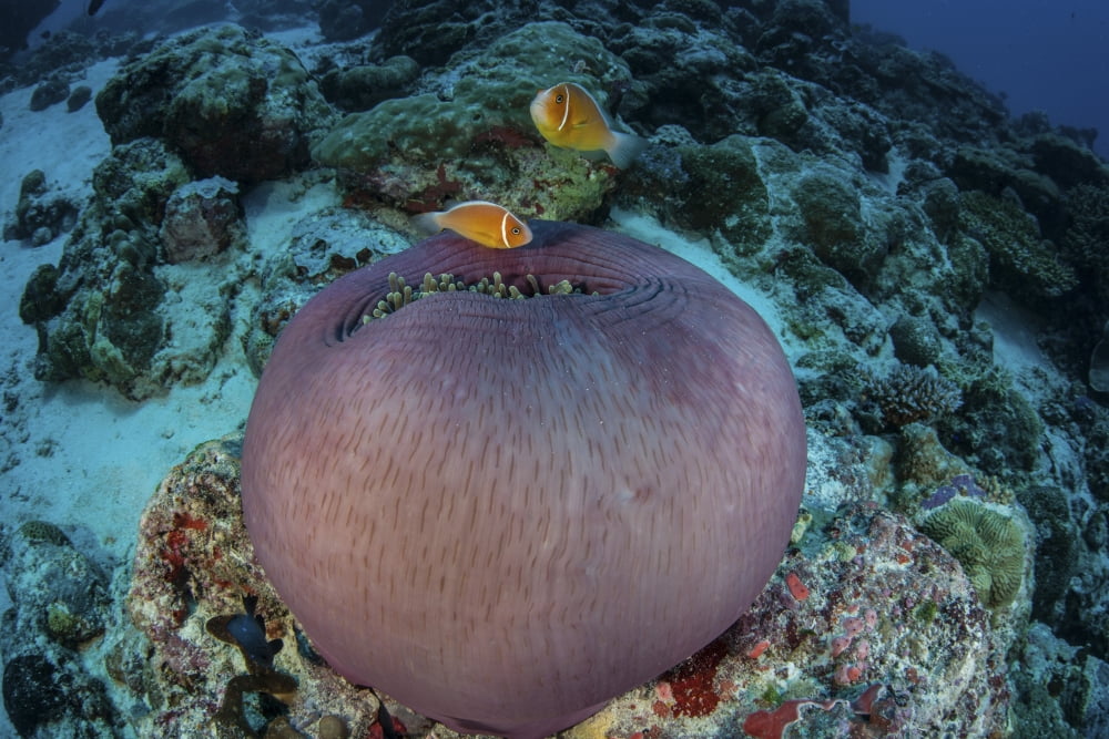 Pink anemonefish swim close to their host anemone Canvas Art - Ethan DanielsStocktrek Images (34 x 23)