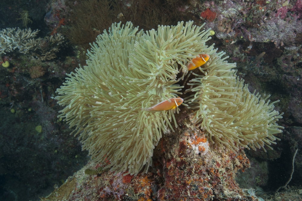Pink anenomefish on its host anenome Fiji Canvas Art - Terry MooreStocktrek Images (35 x 23)