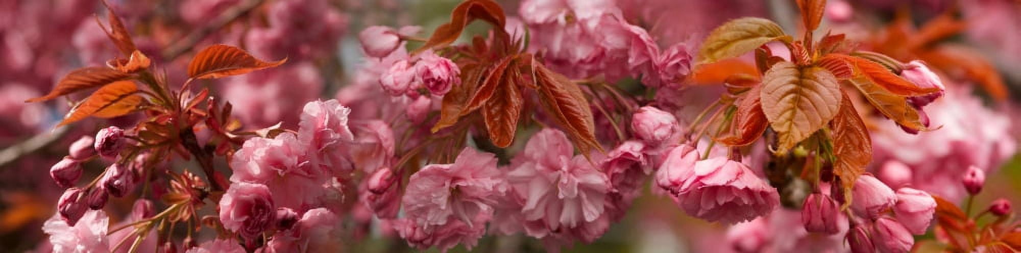 Pink cherry blossoms in spring Canvas Art - Panoramic Images (27 x 9)