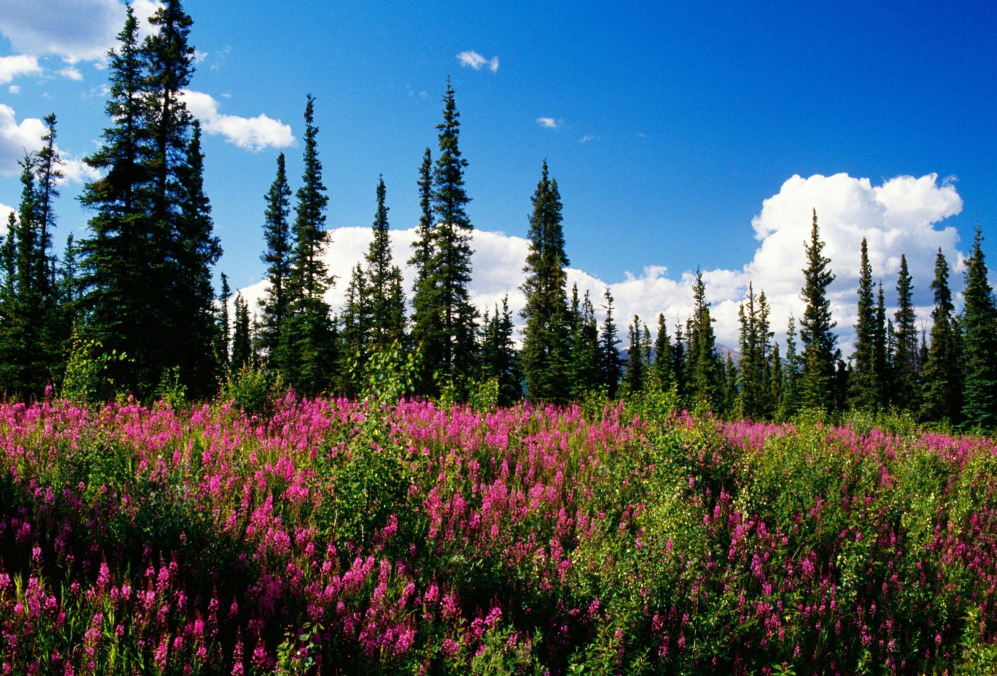Pink fireweed flowers blooming in forest clearing Alaska USA Canvas Art - Panoramic Images (24 x 18)