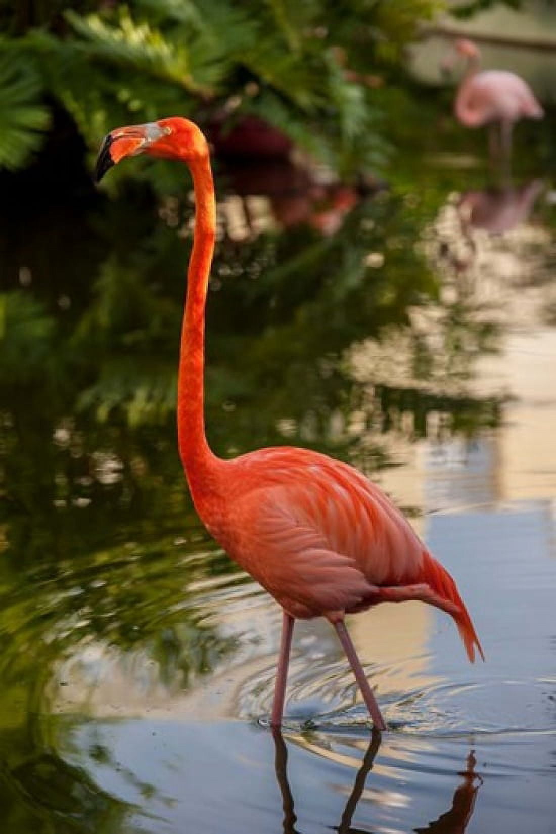 Pink flamingo Bavaro Higuey Punta Cana Dominican Republic Canvas Art - Lisa S Engelbrecht DanitaDelimont (15 x 22)