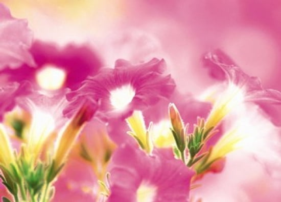 Pink flowers Canvas Art - Panoramic Images (36 x 27)