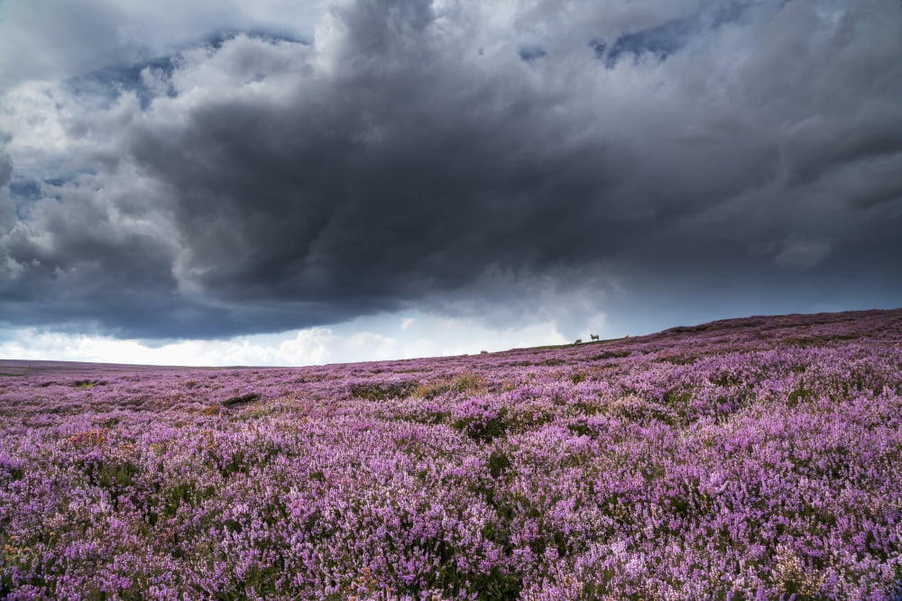 Pink flowers blossoming in a field North Yorkshire Moors North Yorkshire England Canvas Art - John Short Design Pics (38 x 24)
