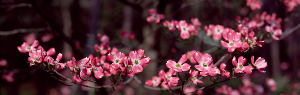 Pink flowers in bloom Canvas Art - Panoramic Images (6 x 18)