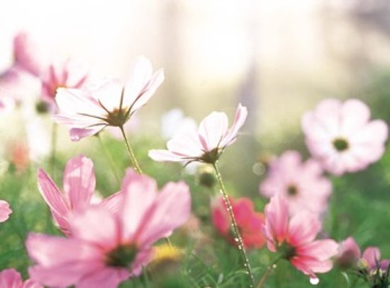 Pink flowers in meadow Canvas Art - Panoramic Images (16 x 12)