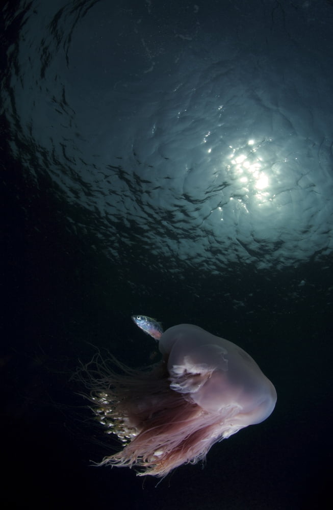 Pink jellyfish and silver fish Indonesia Canvas Art - Mathieu MeurStocktrek Images (23 x 35)