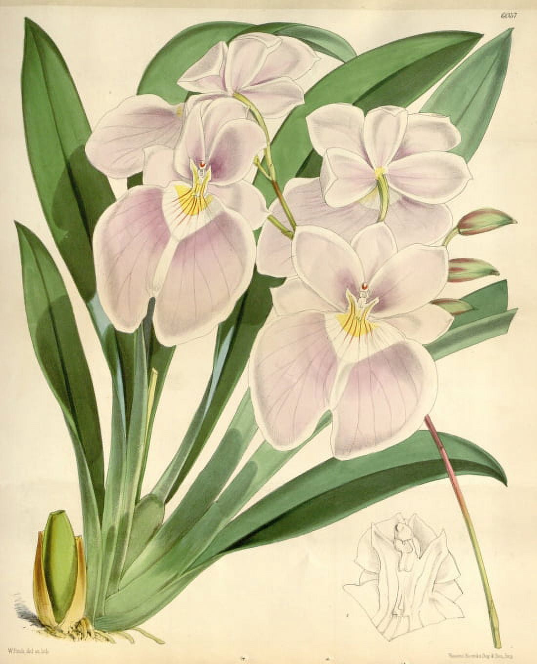 Pink lilliesorchids Canvas Art - (18 x 24)