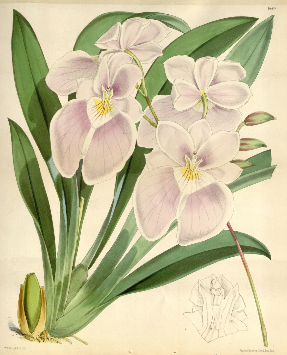 Pink lilliesorchids Canvas Art - (24 x 36)