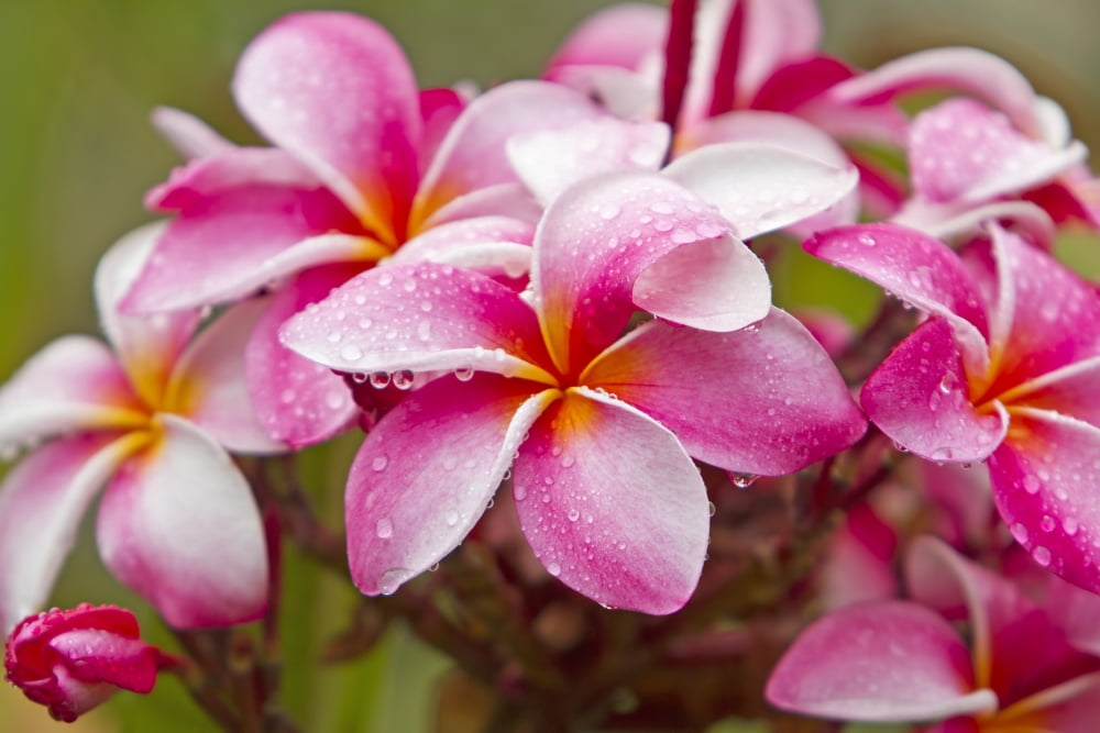Pink plumerias covered in dew drops Canvas Art - Ron Dahlquist Design Pics (19 x 13)